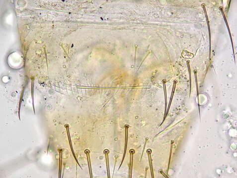 Image of Thrips flavus Schrank 1776