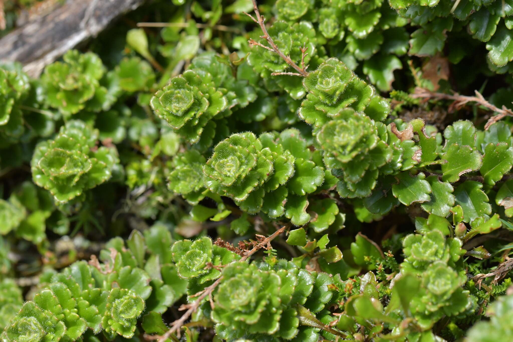 Image de Veronica hookeriana Walp.