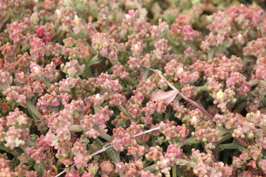 Image of slenderleaf iceplant