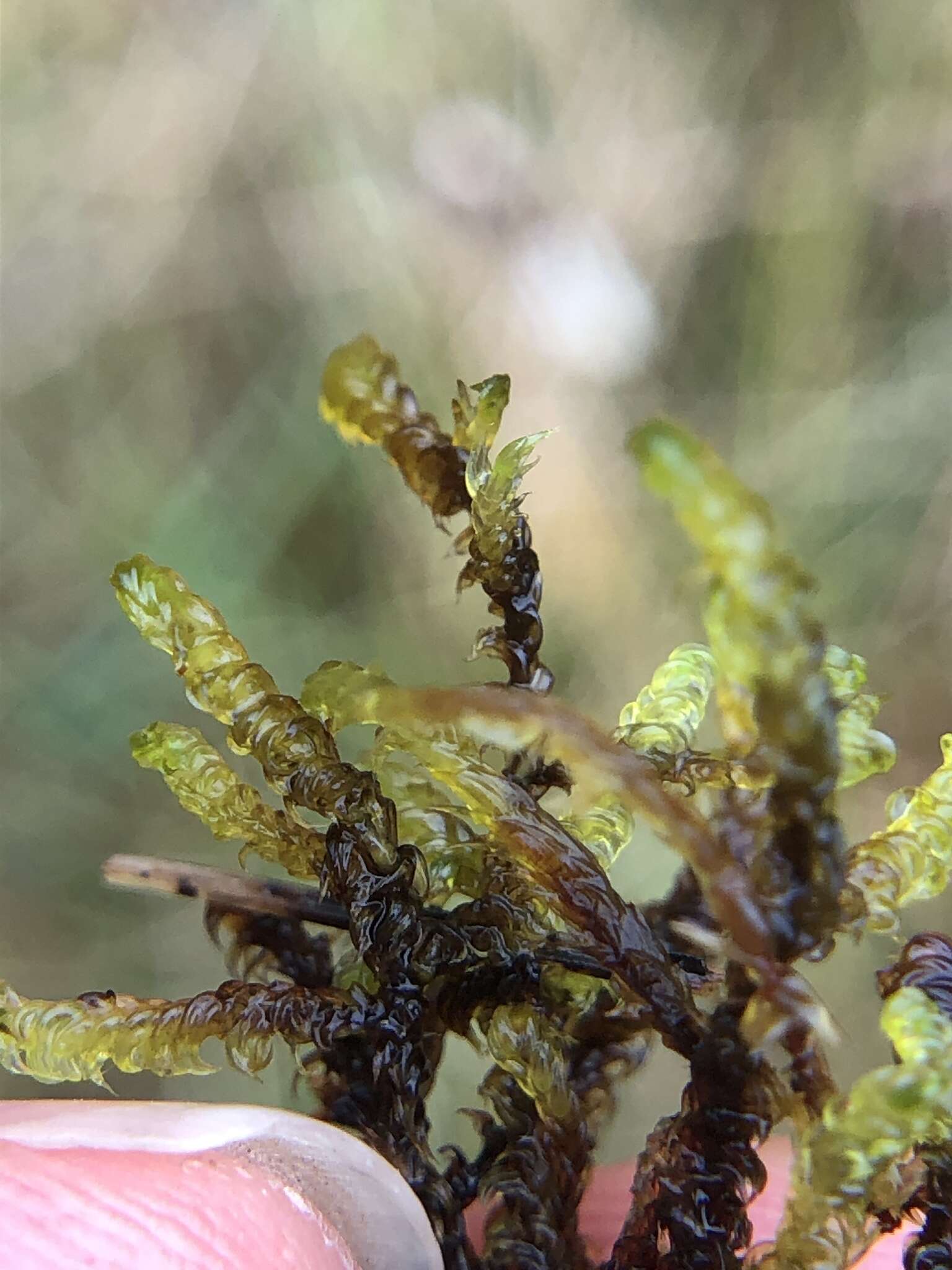 Image of Scorpidium cossonii Hedenäs 1989