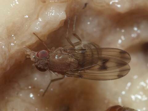 Image of Drosophila paucicilia Hardy & Kaneshiro 1971