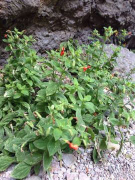 Image of Scarlet Monkey-Flower