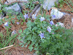 Aquilegia ottonis subsp. amaliae (Boiss.) Strid的圖片