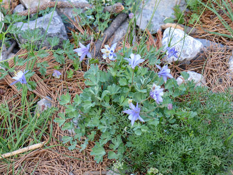 Слика од Aquilegia ottonis subsp. amaliae (Boiss.) Strid