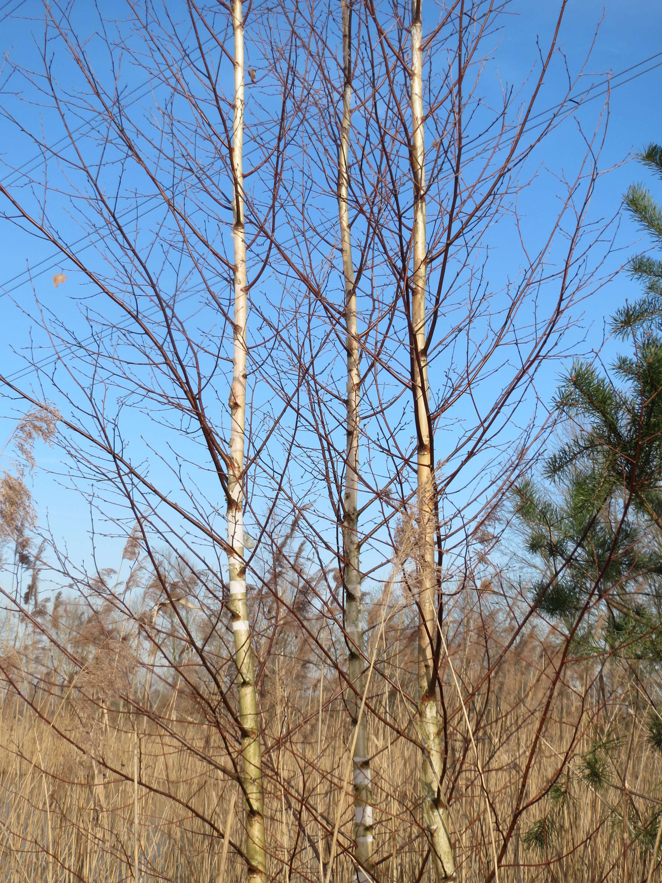 Image of Brown Birch