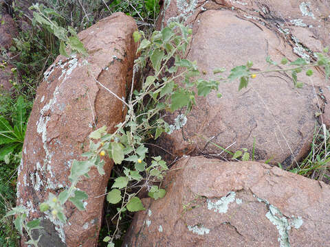 Image of Pseudabutilon virgatum (Cav.) P. A. Fryxell