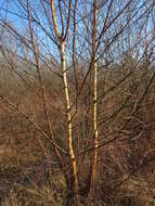 Image of Brown Birch