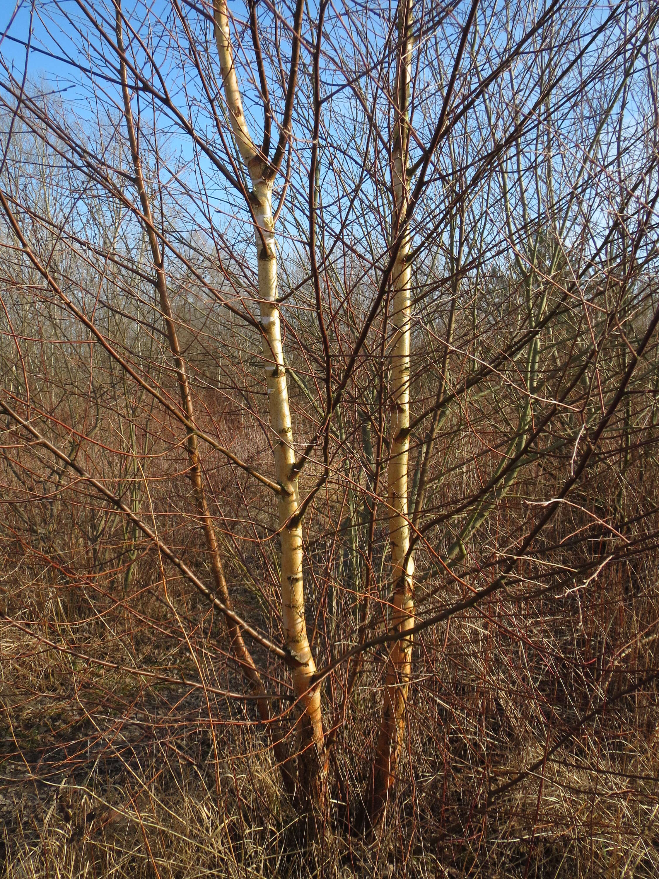 Image of Brown Birch