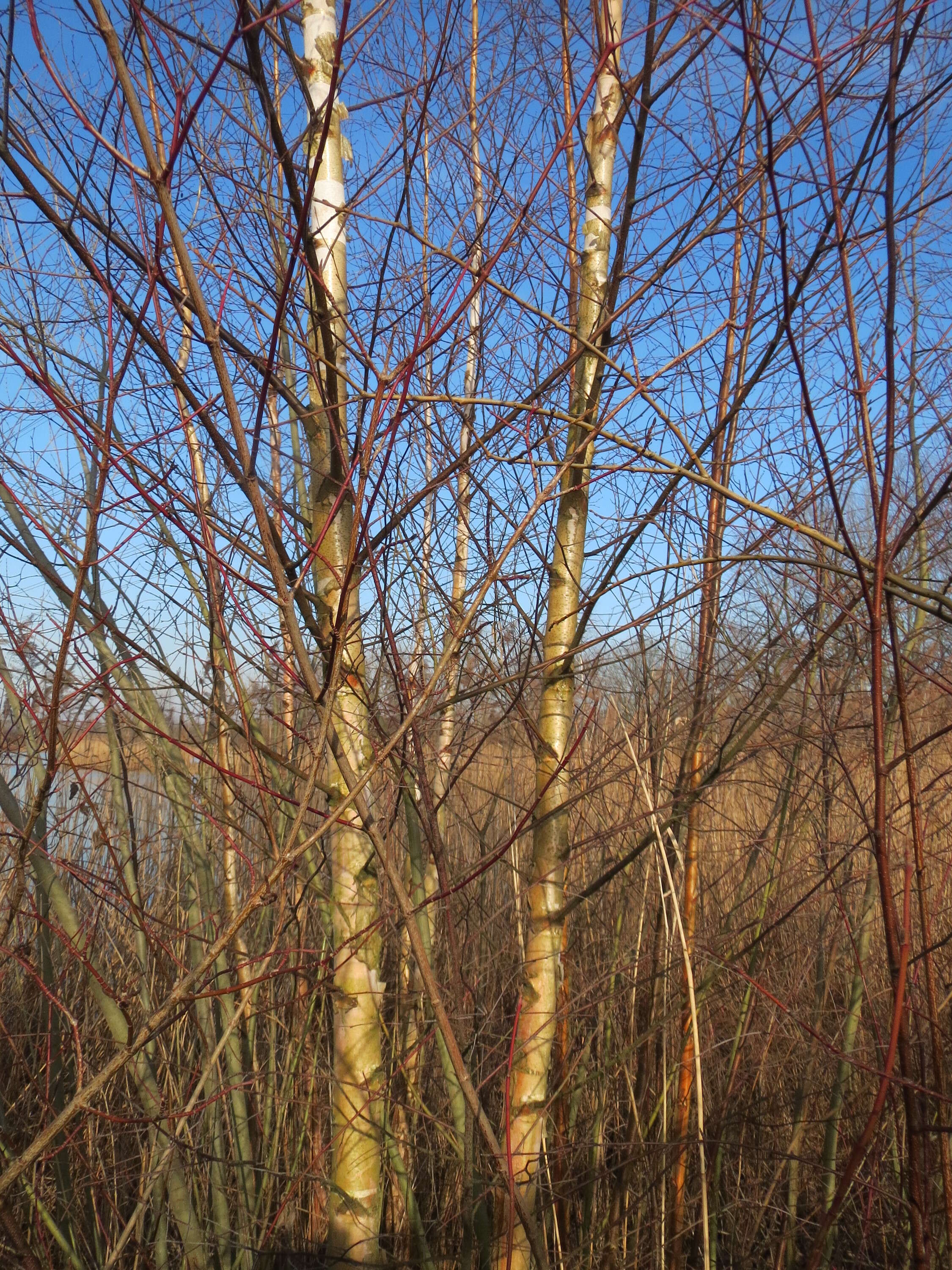 Image of Brown Birch