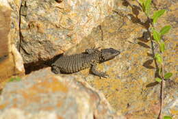 Image of Van Dam's Girdled Lizard