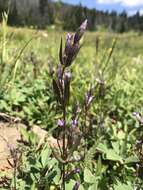 Image of autumn dwarf gentian