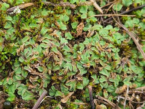 Image of Riccia gougetiana Durieu & Mont.