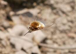 Image of Large bee-fly