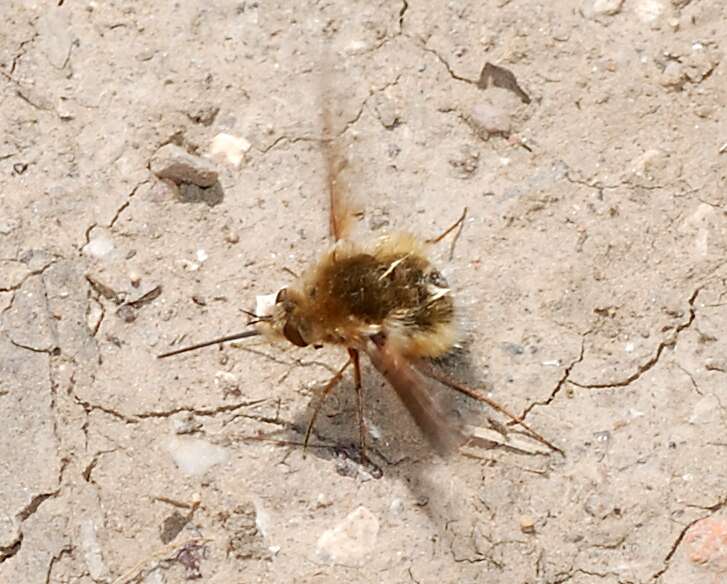 Image of Large bee-fly