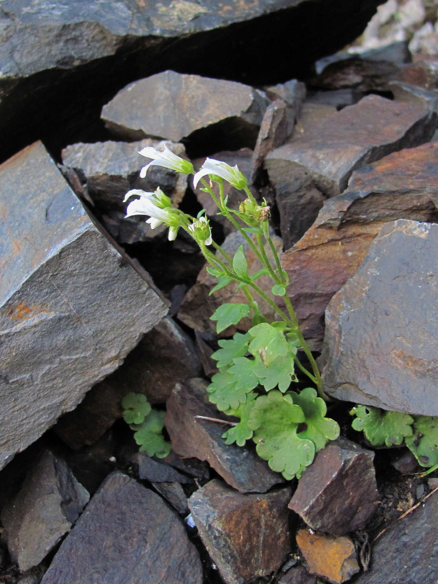 Sivun Saxifraga sibirica L. kuva