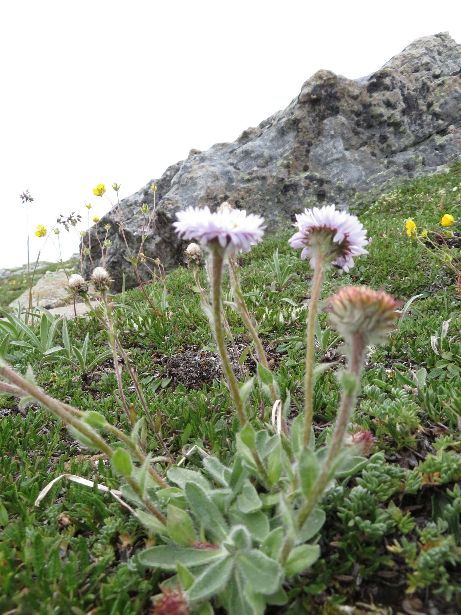 Image of largeflower fleabane