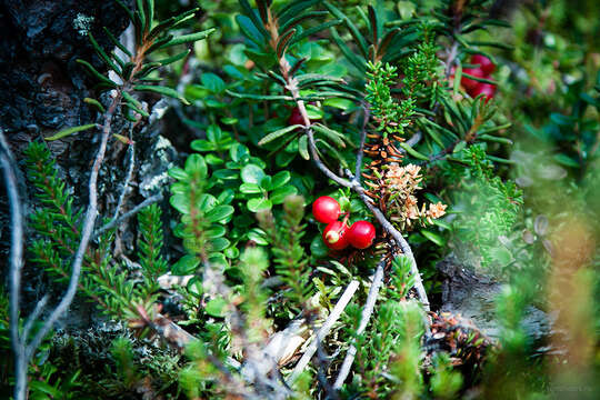 Image of lingonberry