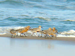 Image of Calidris canutus rufa (Wilson & A 1813)