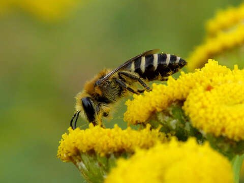 Image of Colletes daviesanus Smith 1846