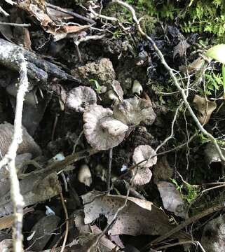 Image of Pseudocraterellus calyculus (Berk. & M. A. Curtis) D. A. Reid 1962