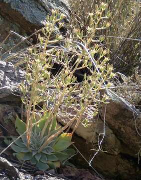 Image of Patagonia Mountain leatherpetal