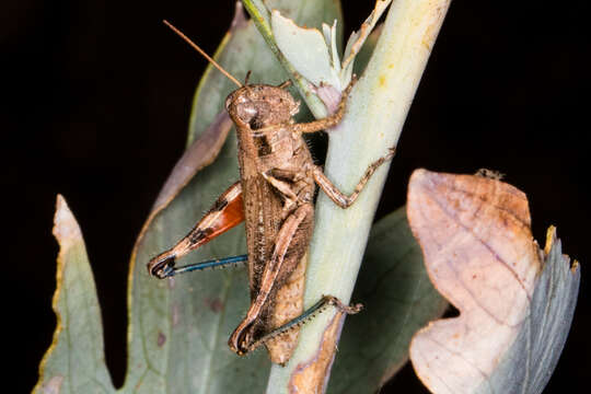 Melanoplus cinereus Scudder & S. H. 1878的圖片