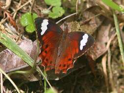 Image of Lasiophila prosymna Hewitson 1857