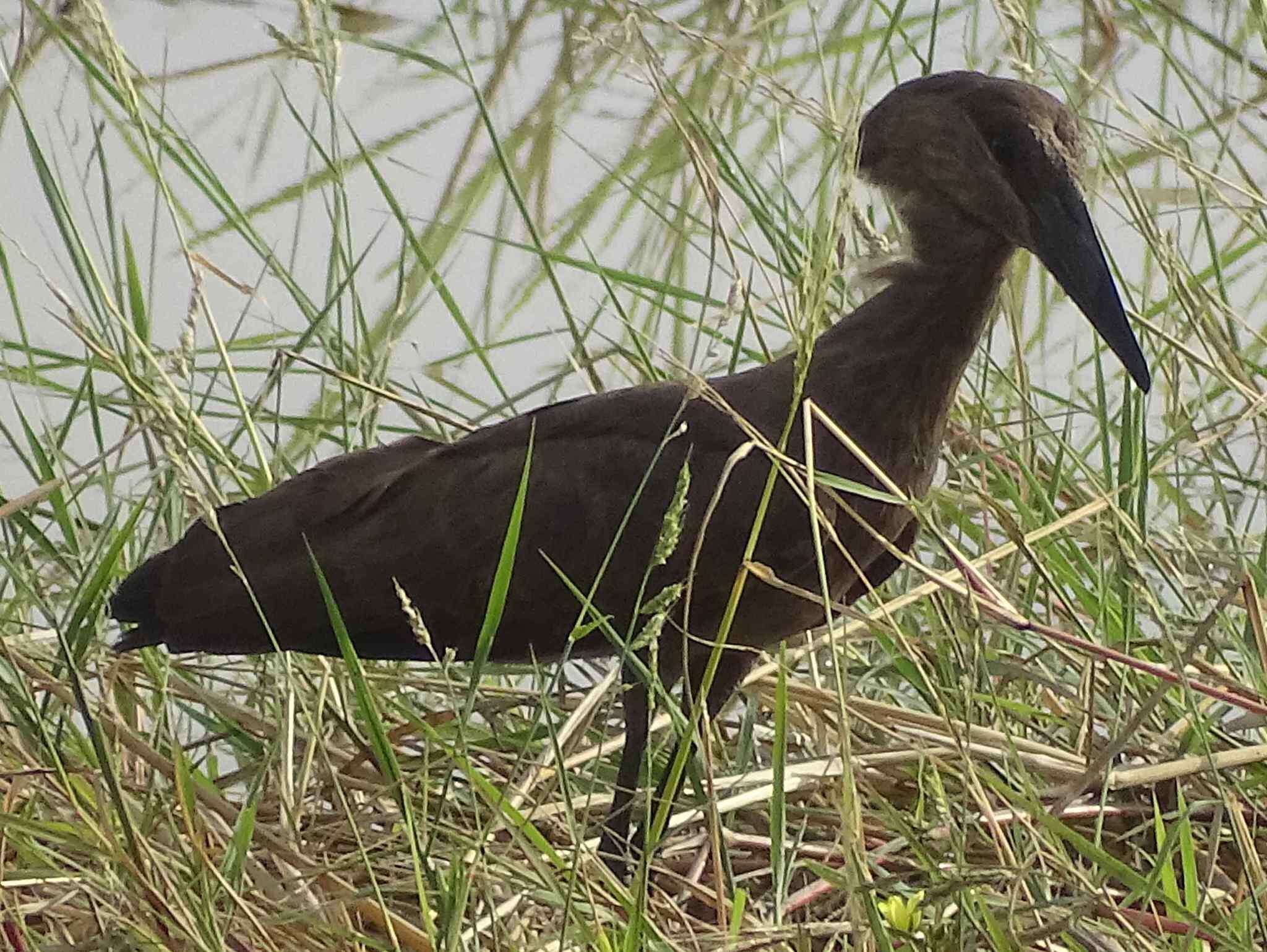 Image of hamerkop