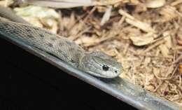 Image of Clarence River Snake