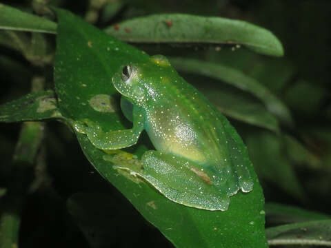 Image of Savage's cochran frog