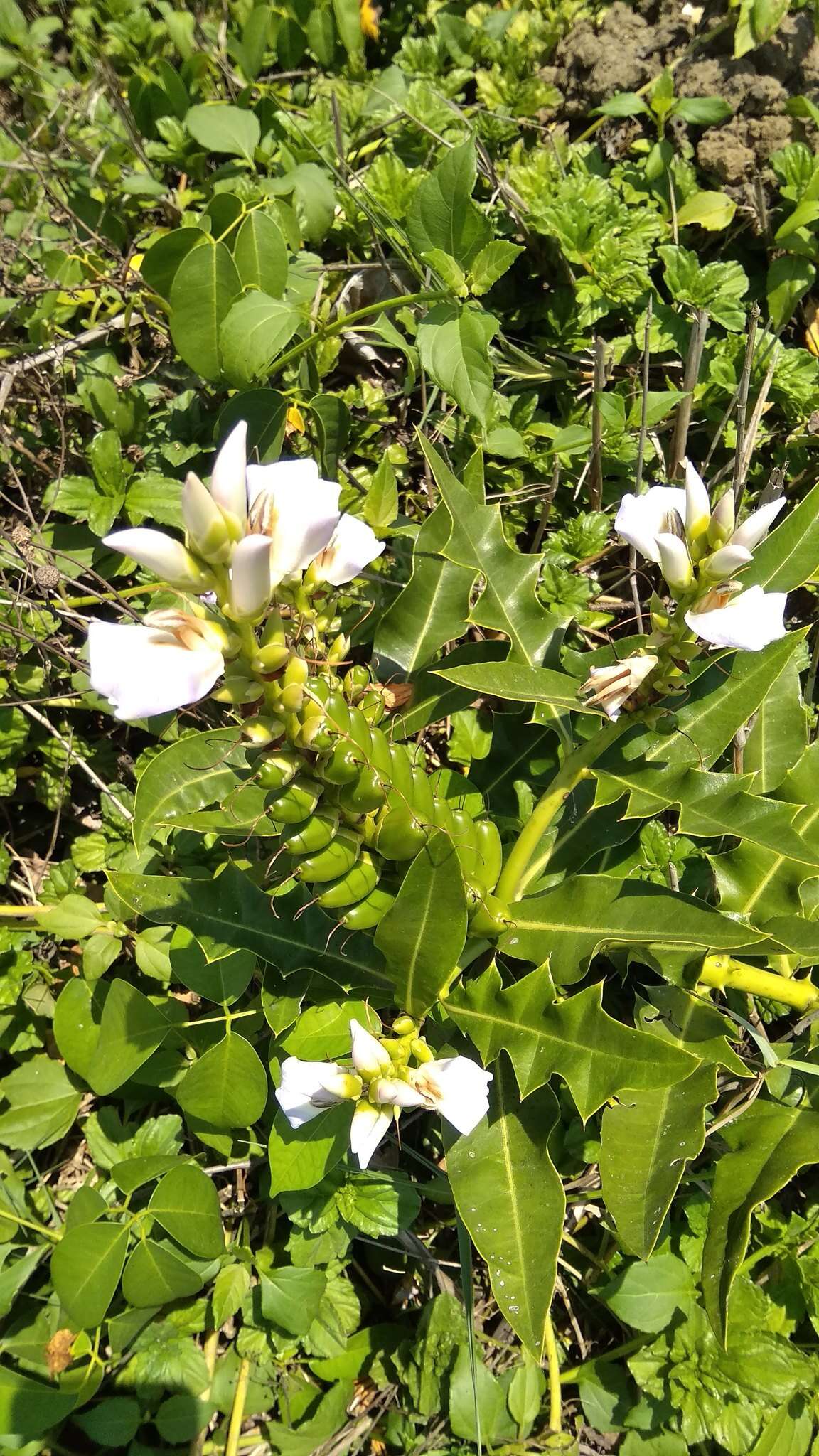 Image of Holy Mangrove