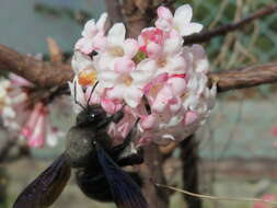 Sivun Viburnum × bodnantense kuva