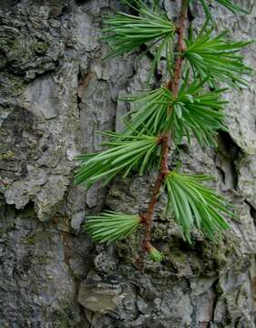 Image of Japanese Larch