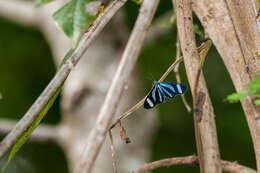 صورة Cacostatia saphira Staudinger 1875