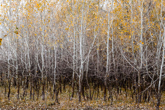 Image of Common Aspen