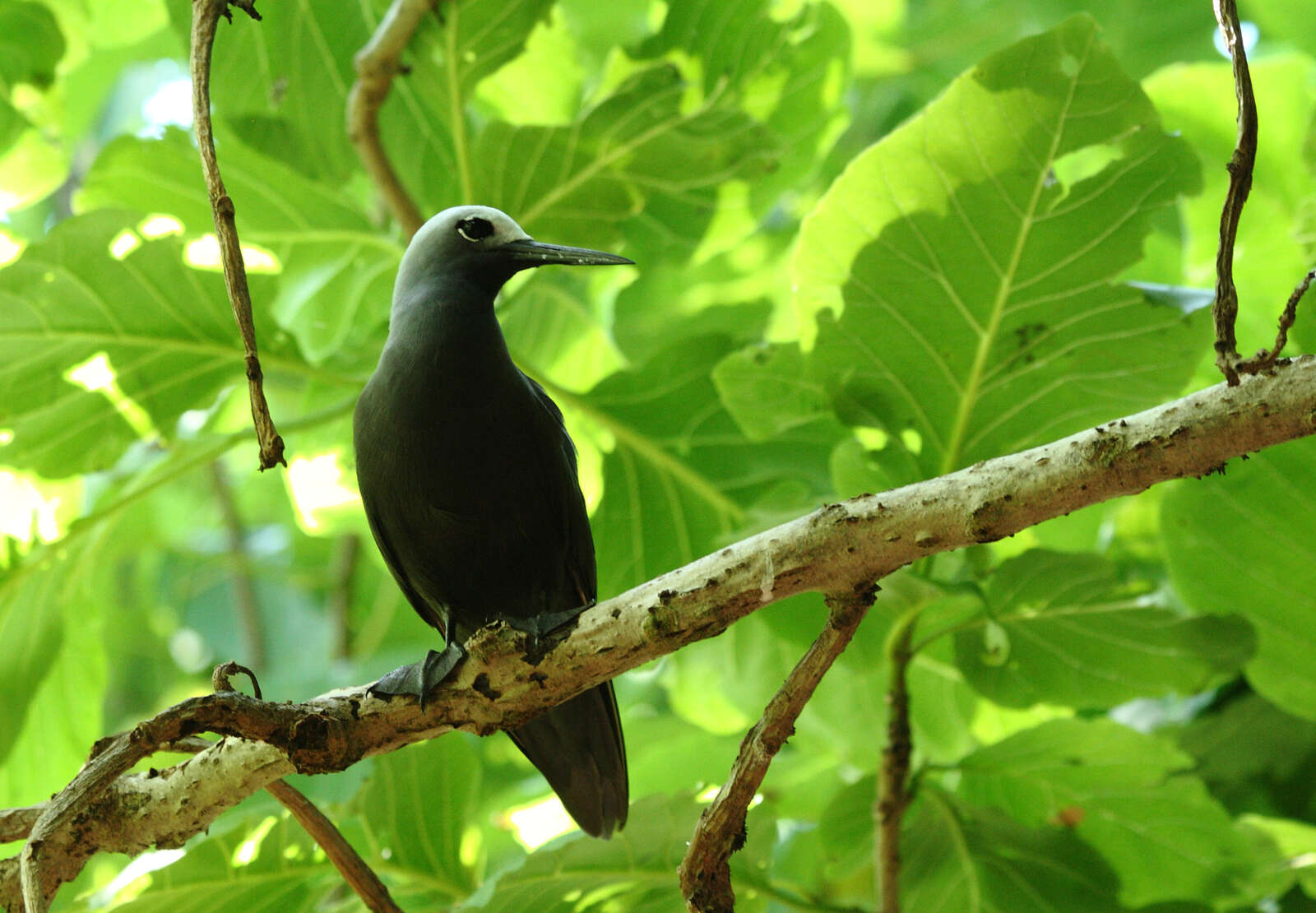 Anous tenuirostris (Temminck 1823) resmi