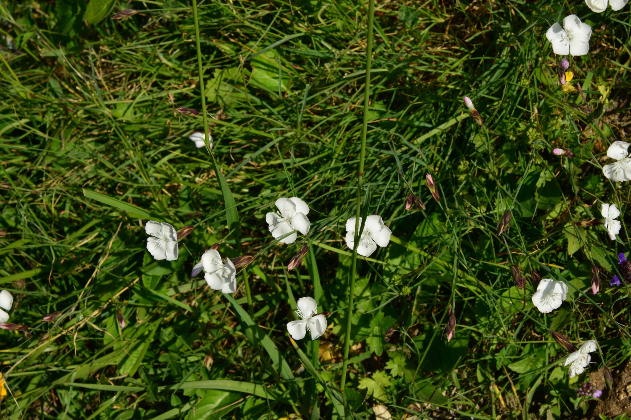 Слика од Dianthus cretaceus Adams