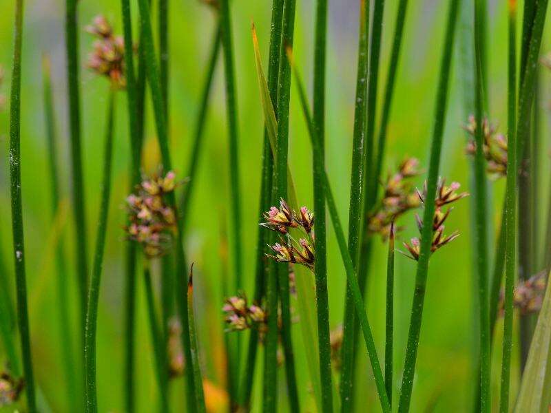 Image of Juncus beringensis Buch.