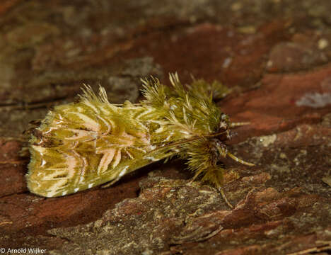 Image de Callopistria ludovici Prout 1922