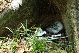 Image of White-tailed Tropicbird