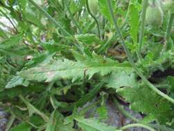 Image of Papaver oreophilum Rupr.