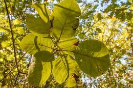 Imagem de Cotinus obovatus Raf.