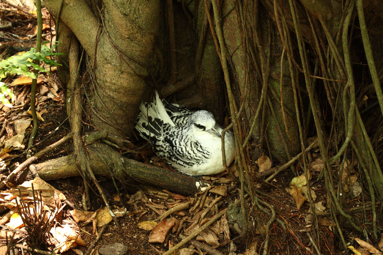 Image of White-tailed Tropicbird