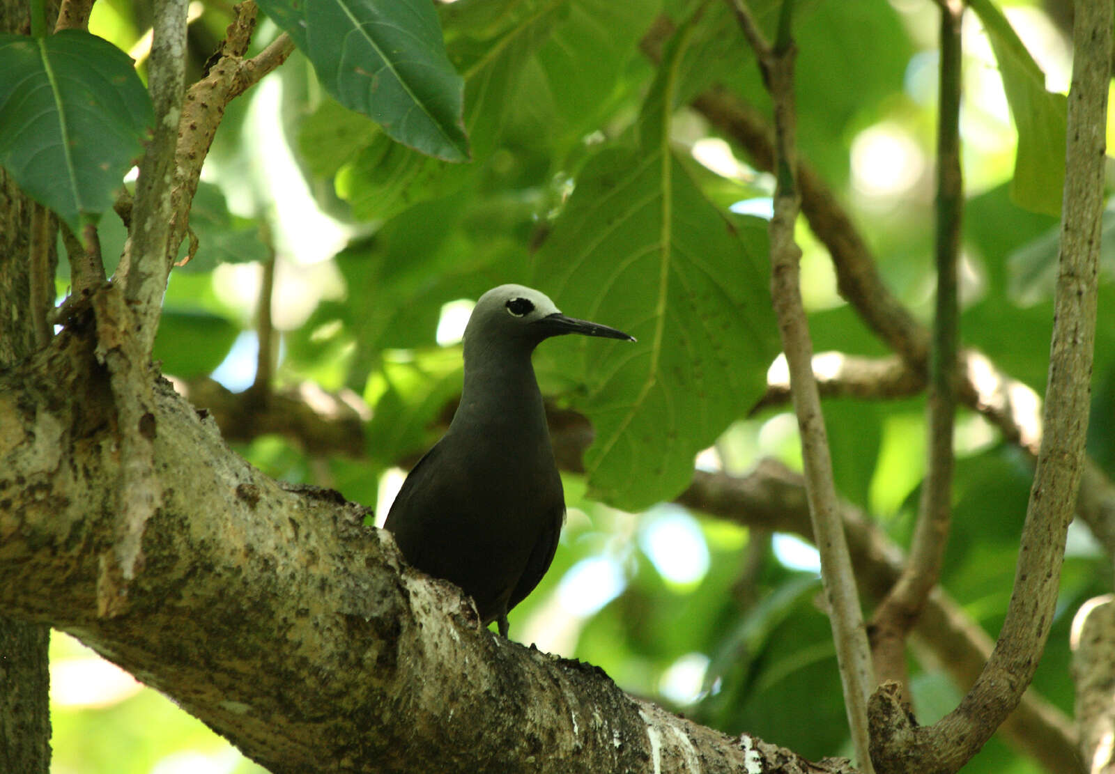 Anous tenuirostris (Temminck 1823) resmi