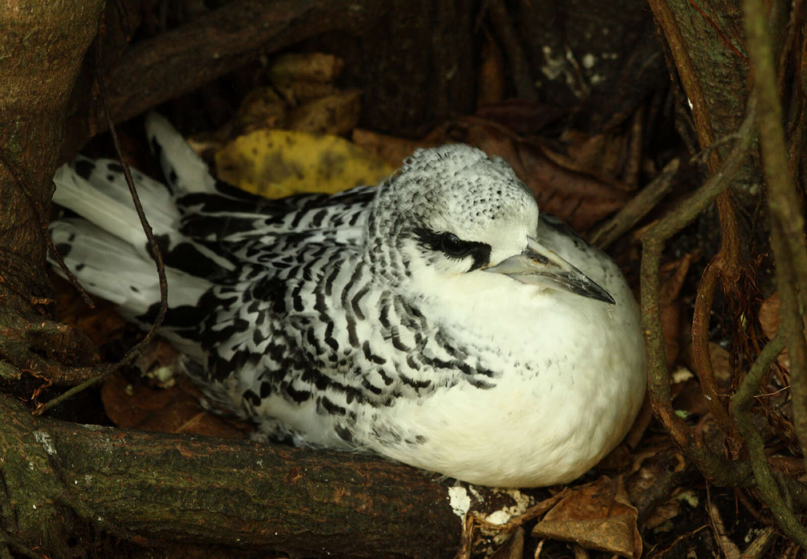 Image of White-tailed Tropicbird