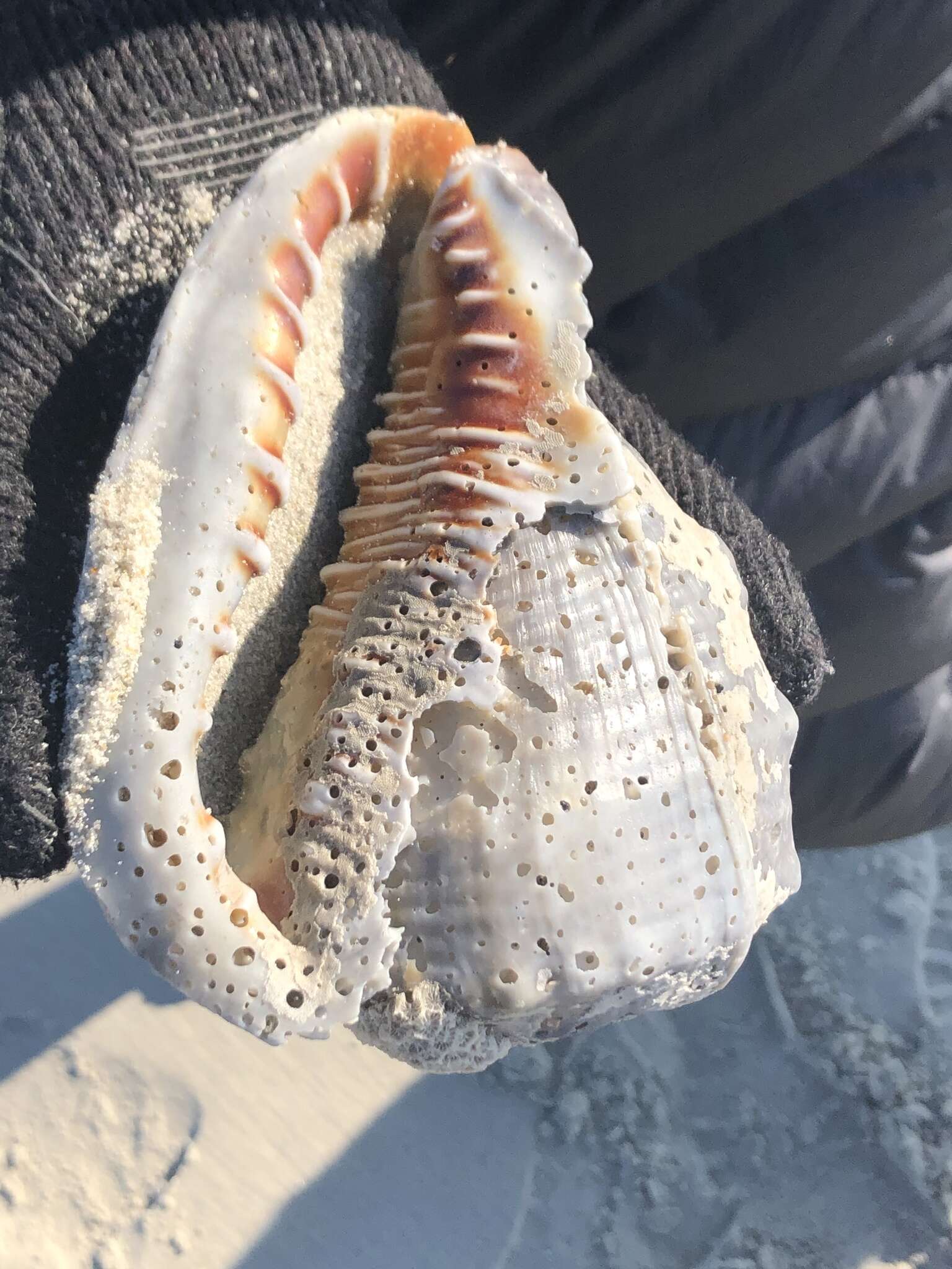 Image of cameo helmet