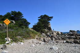 Image of Japanese Red Pine