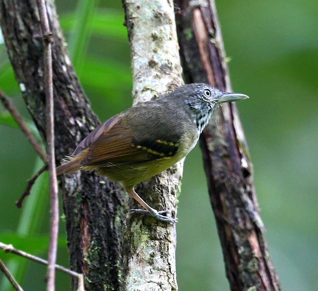 Image of Spot-crowned Antvireo