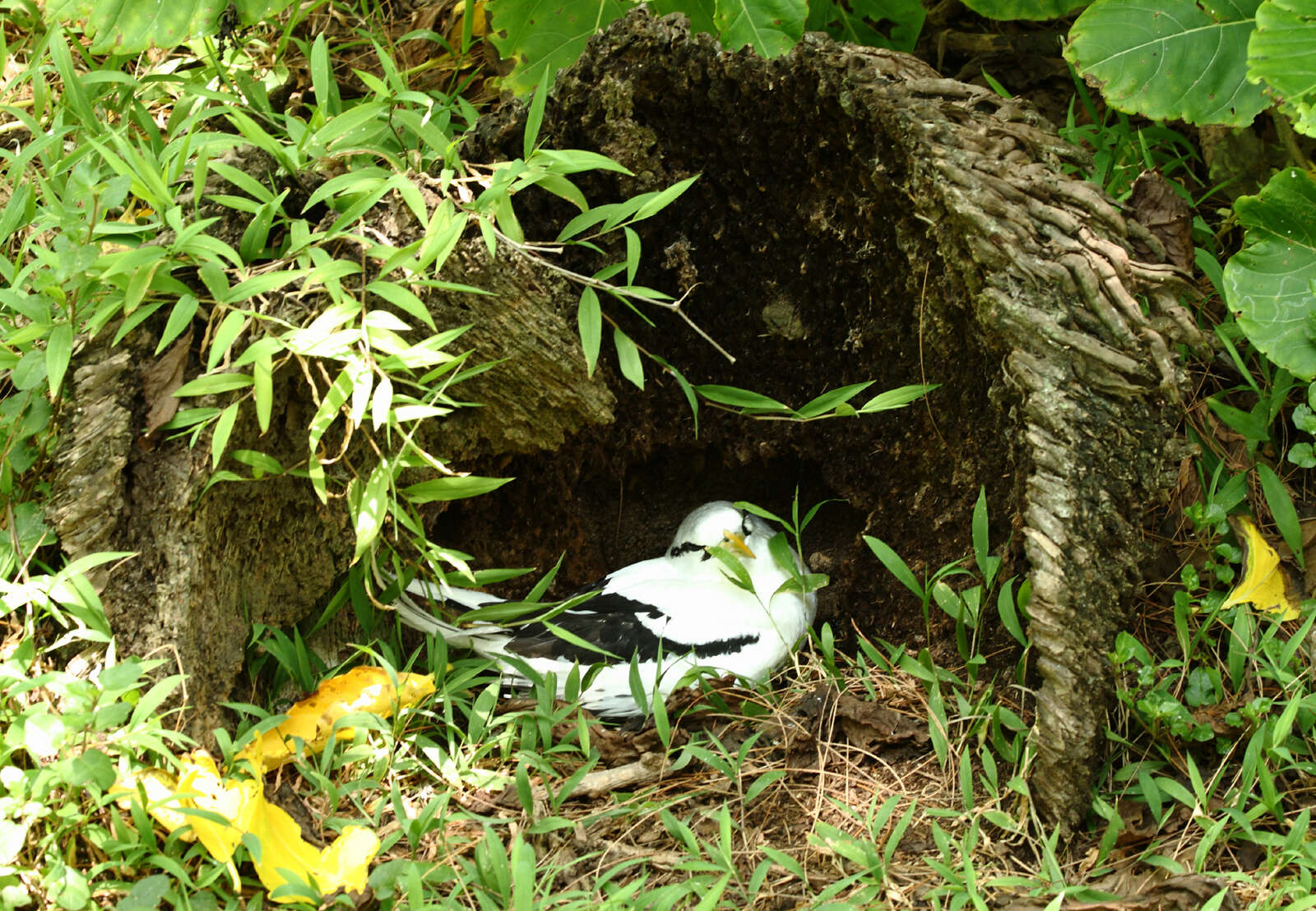 Image of White-tailed Tropicbird