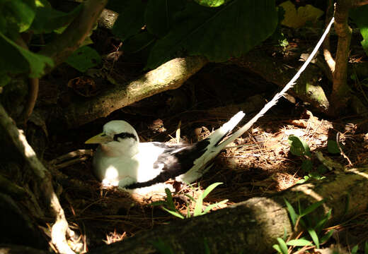 Image of White-tailed Tropicbird